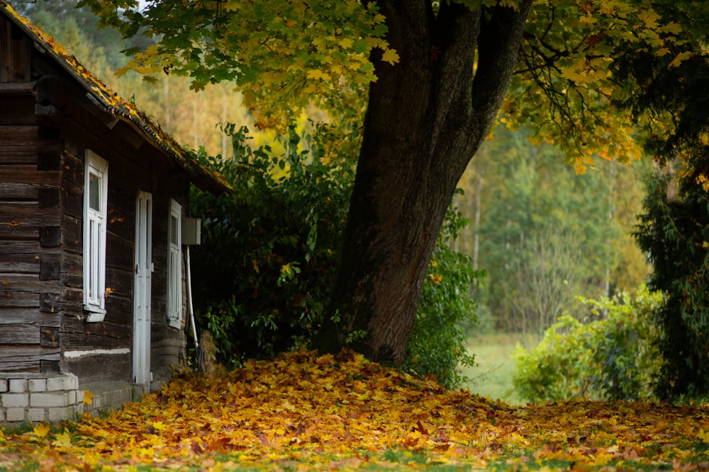a log cabin in the fall with leaves on the ground