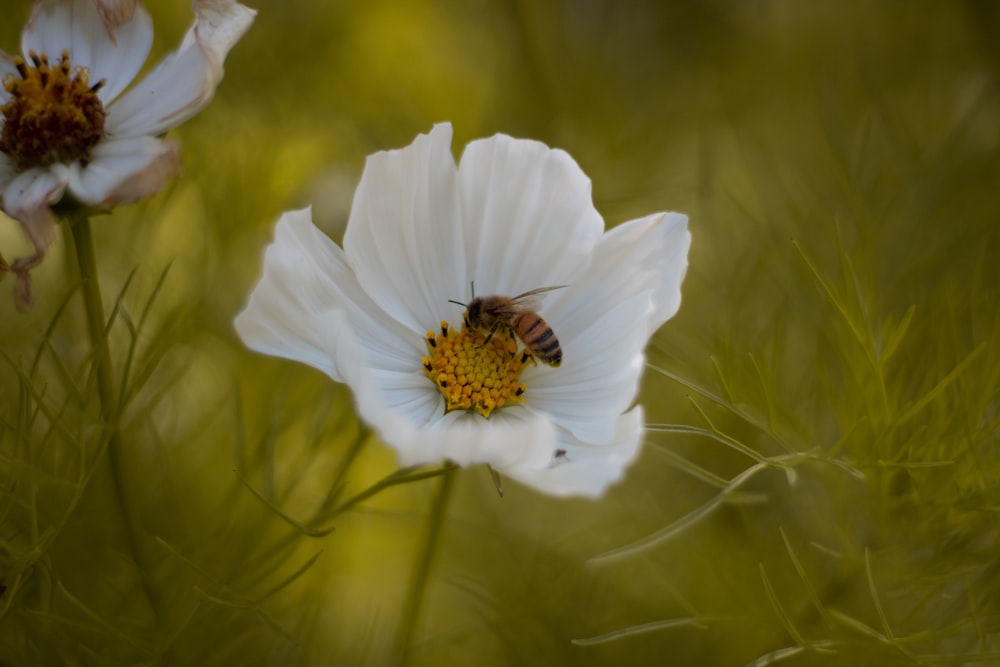 a bee is sitting on a white flower