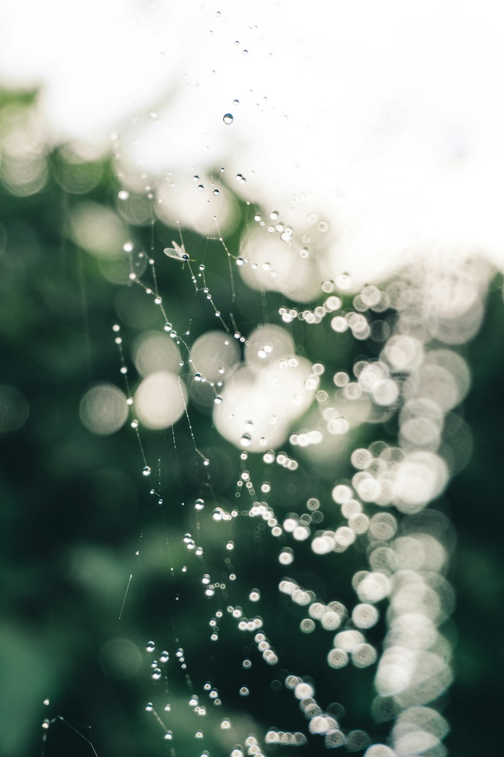 a spider web with water droplets on it