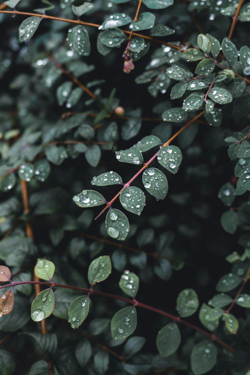 un gros plan d’une plante avec des gouttelettes d’eau dessus