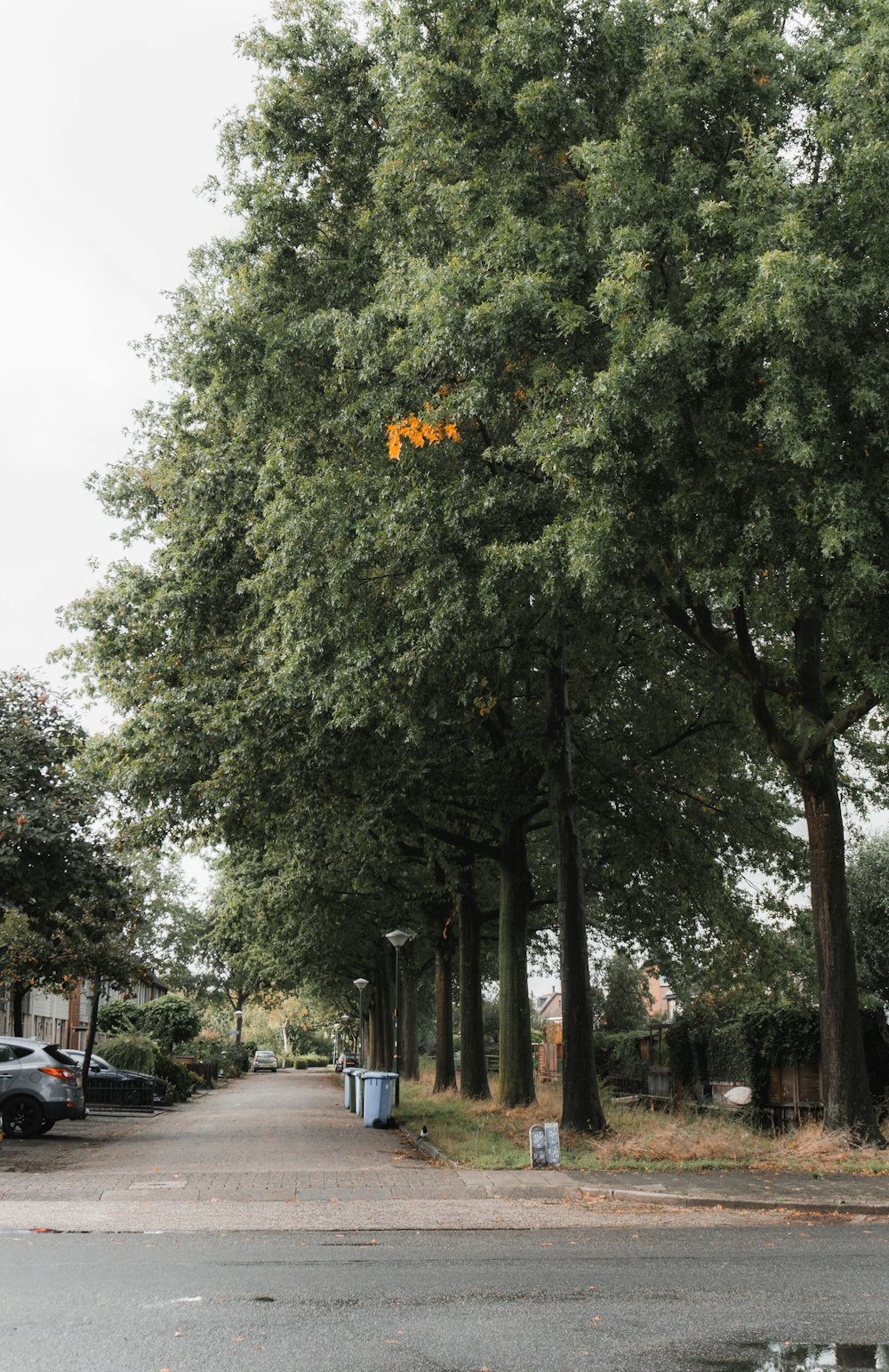 Eine von Bäumen gesäumte Straße mit Autos, die an der Seite geparkt sind