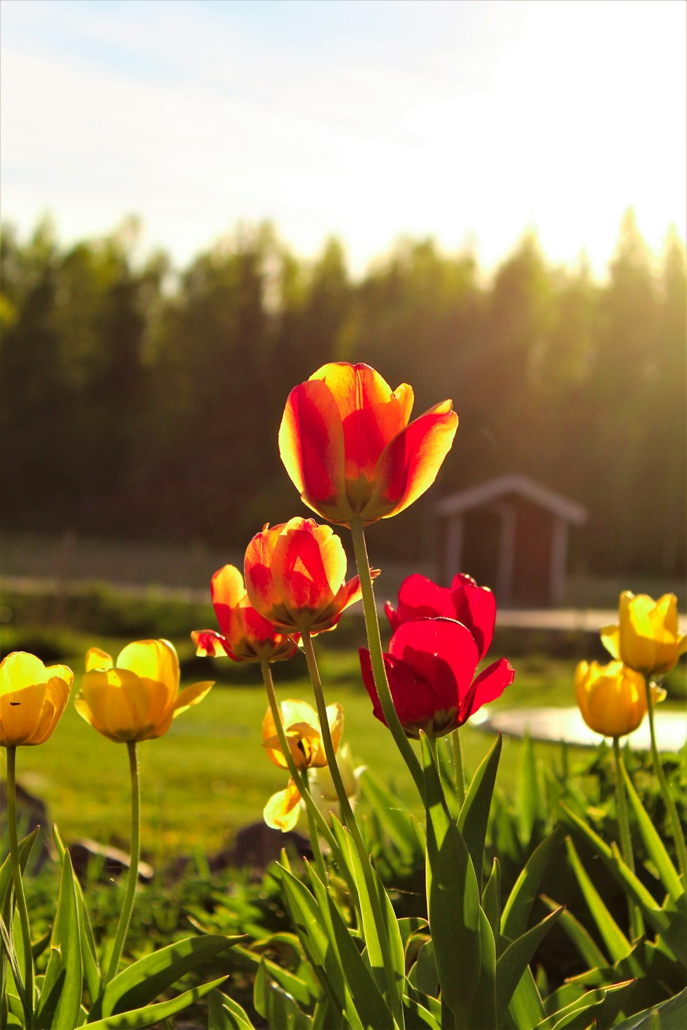 a bunch of flowers that are in the grass