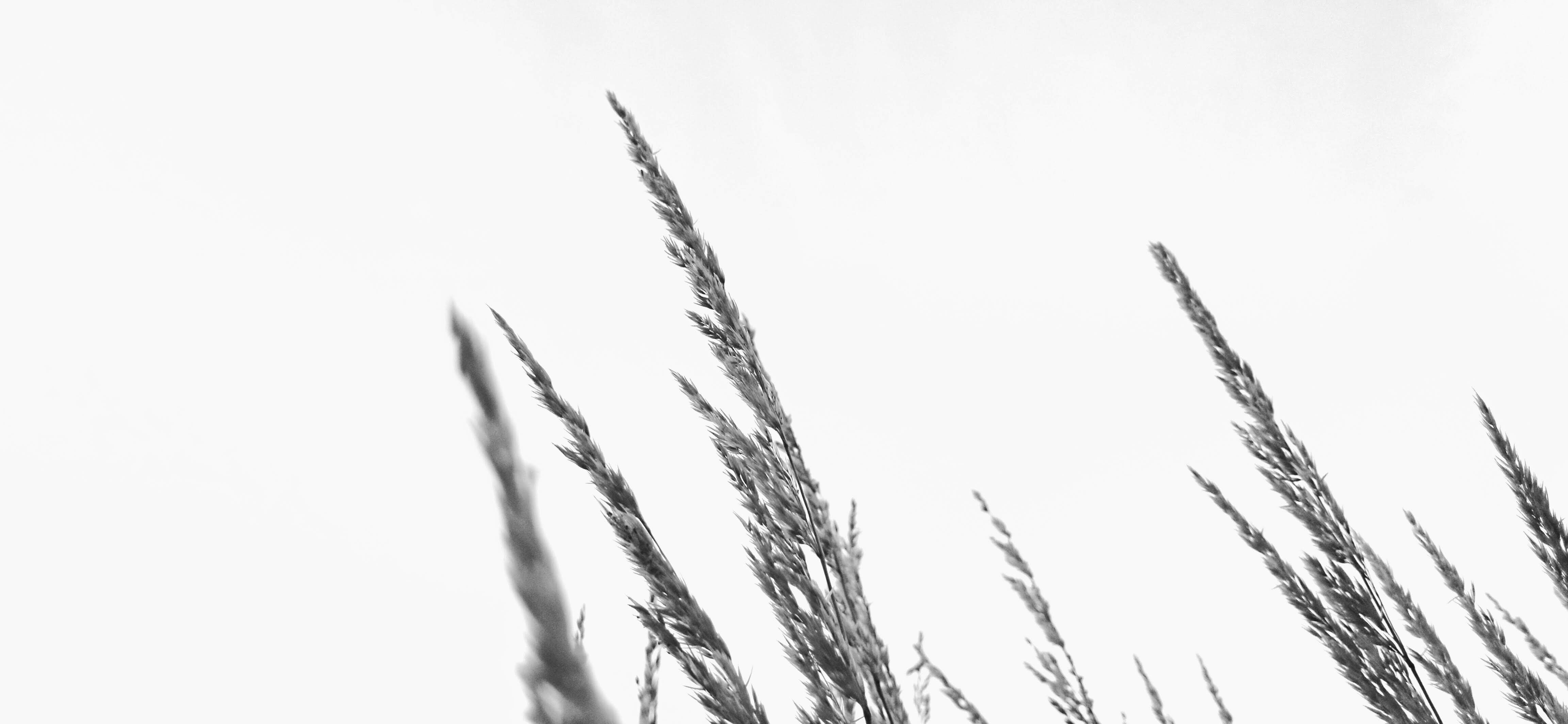 Photo by linusbelanger