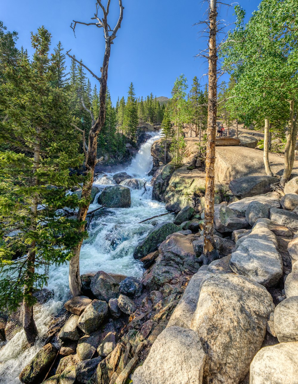 a river running through a forest filled with rocks