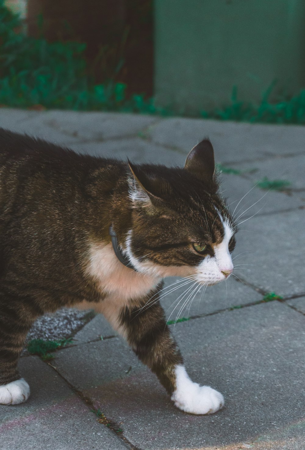 a brown and white cat walking across a sidewalk