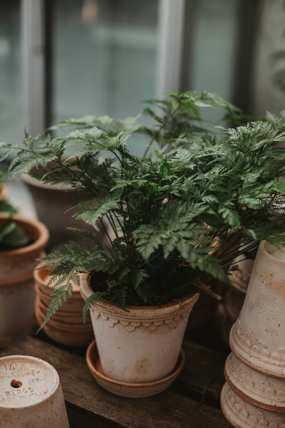 a plant in a pot