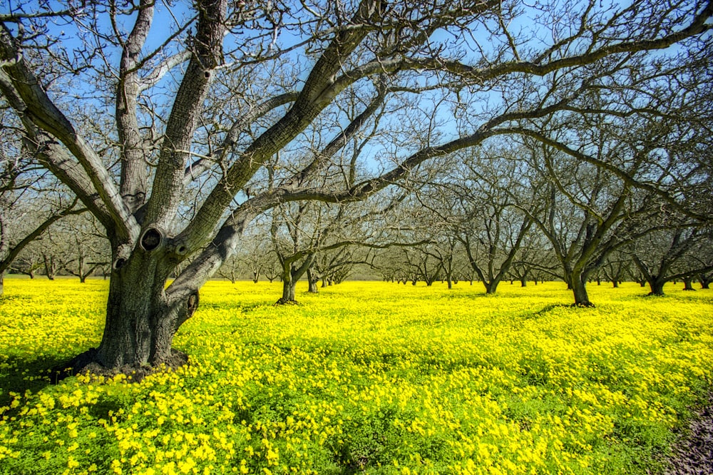 a field full of trees and yellow flowers