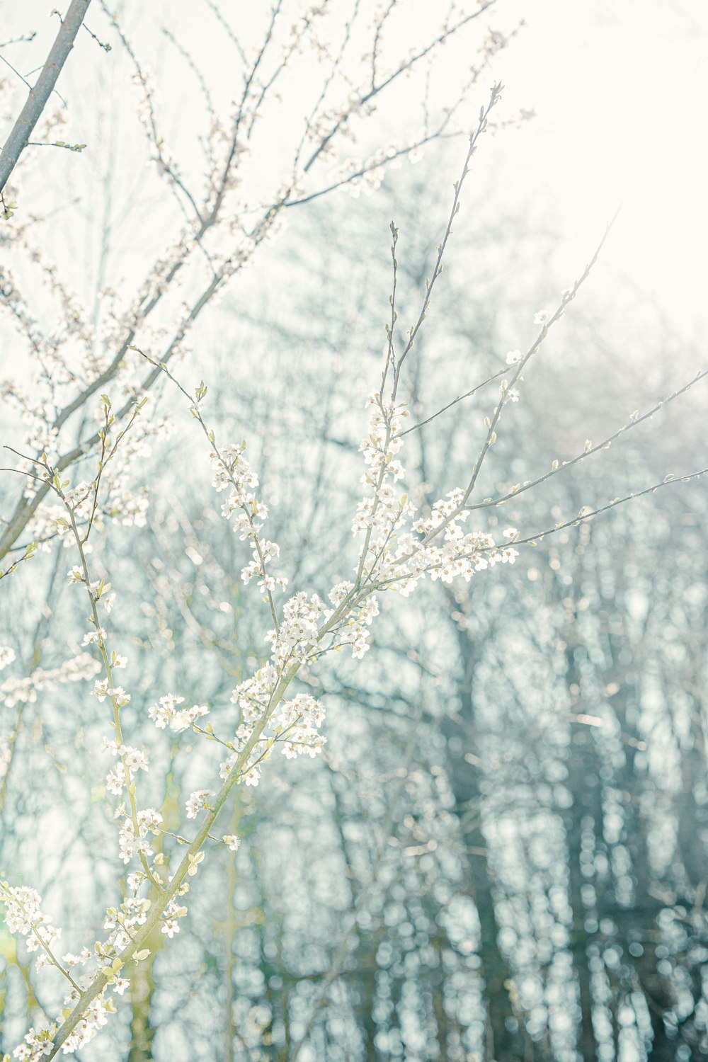 a blurry photo of a tree in the woods