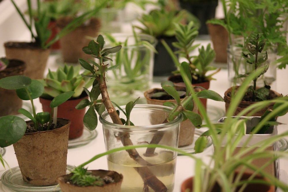 a table topped with lots of potted plants