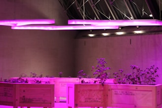 Inside a modern and minimalist structure, several wooden planters filled with plants are illuminated by vibrant purple and pink lights. The ceiling features an architectural design with metal elements that enhance the contemporary aesthetic.