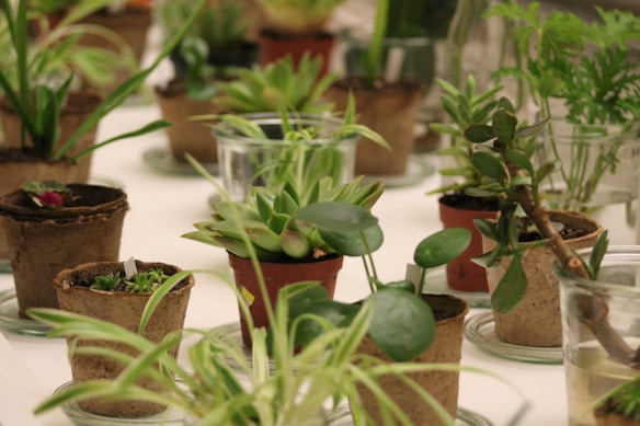 Various potted plants are arranged on a table, featuring a range of green foliage. The pots are made of brown material, possibly biodegradable or peat. The plants display a variety of leaf shapes and sizes, from broad and round to narrow and spiky.