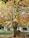 Photo of a happy homeowner beside a beautifully trimmed oak tree in a sunny San Diego yard