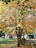 Photo of a happy homeowner beside a beautifully trimmed oak tree in a sunny San Diego yard
