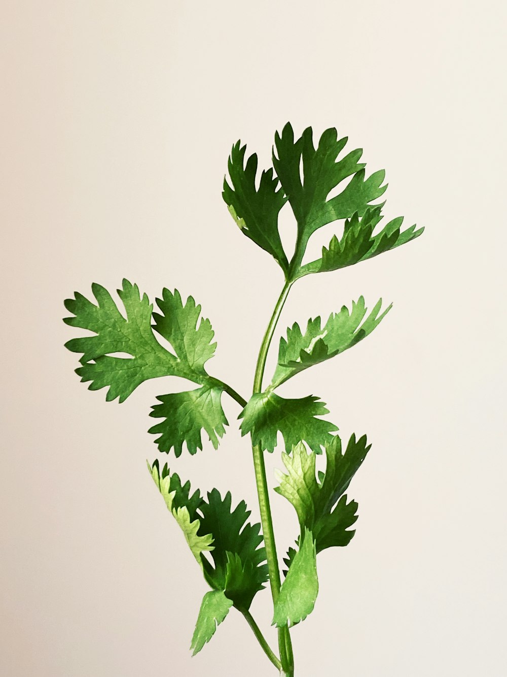 a close up of a plant with green leaves