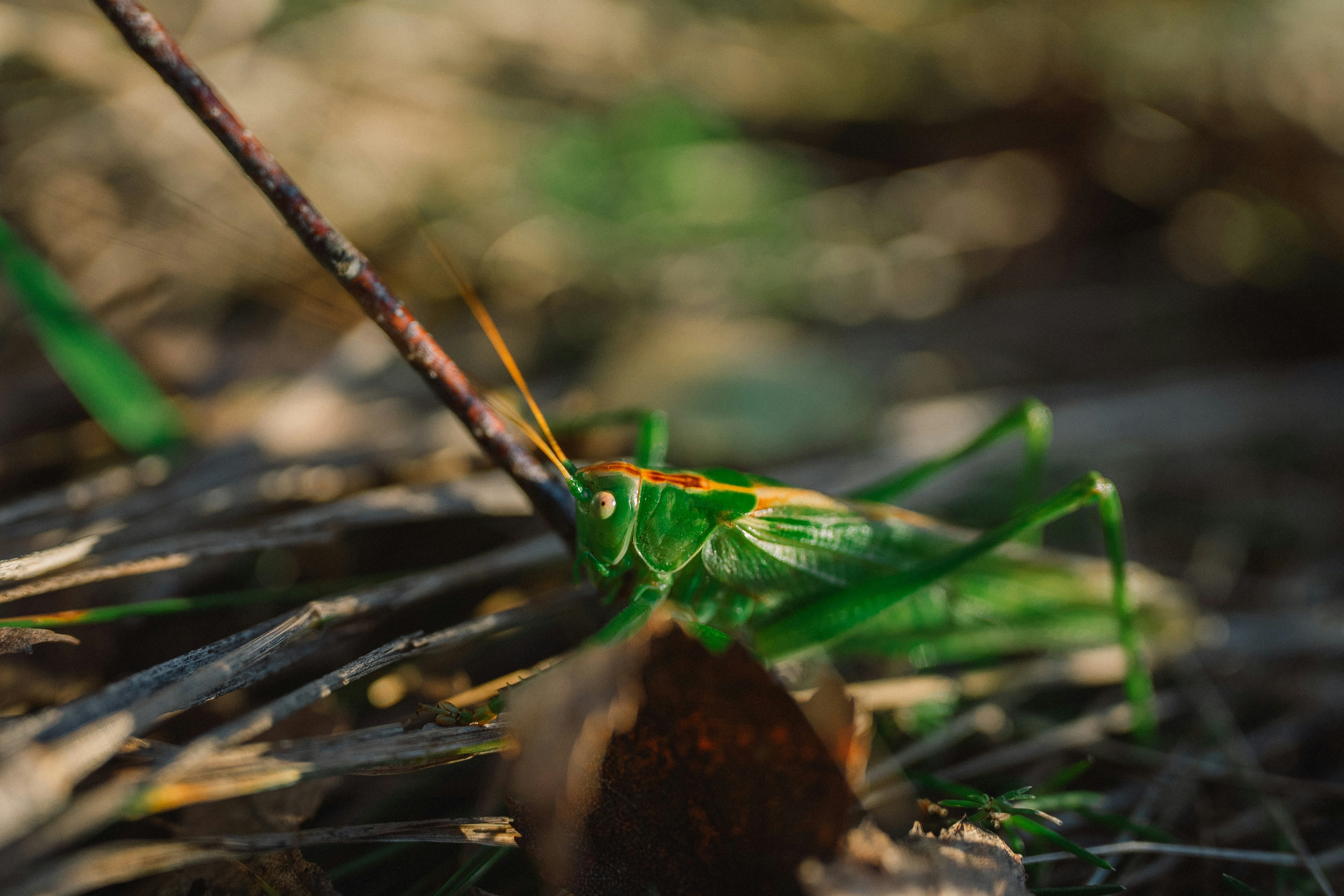 Photo by eugenechystiakov