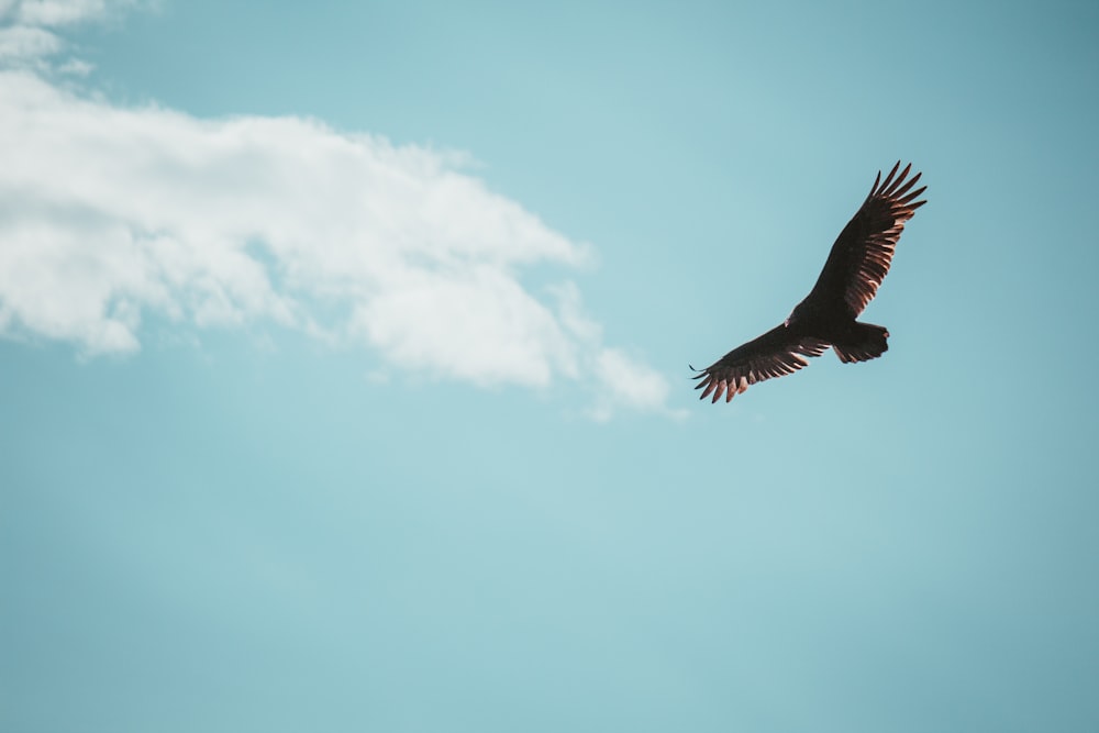 a large bird flying through a blue sky