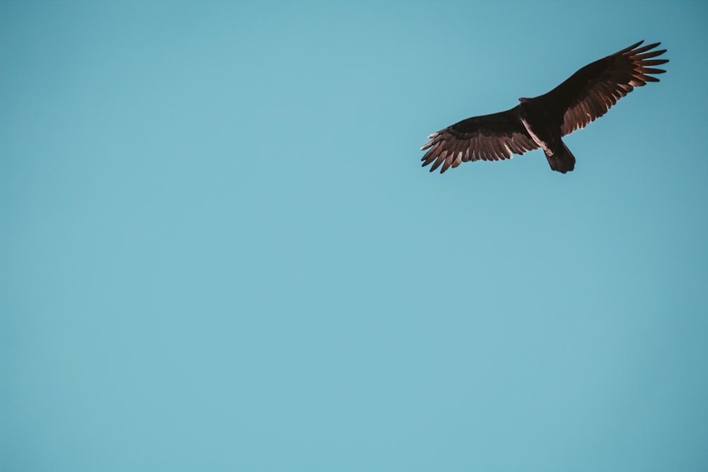 a large bird flying through a blue sky