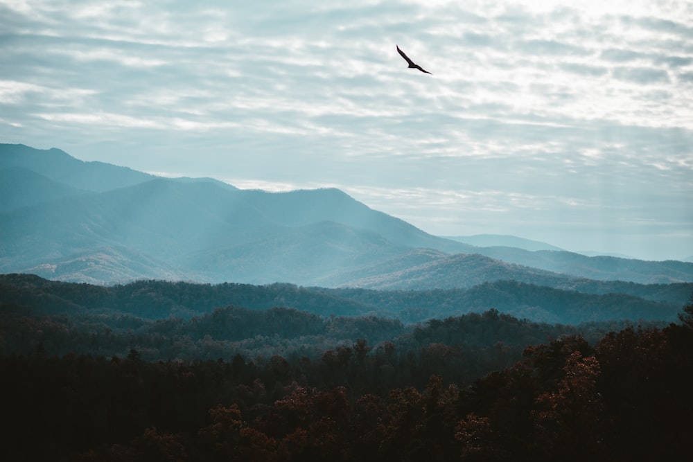 a bird flying over a forest filled with trees