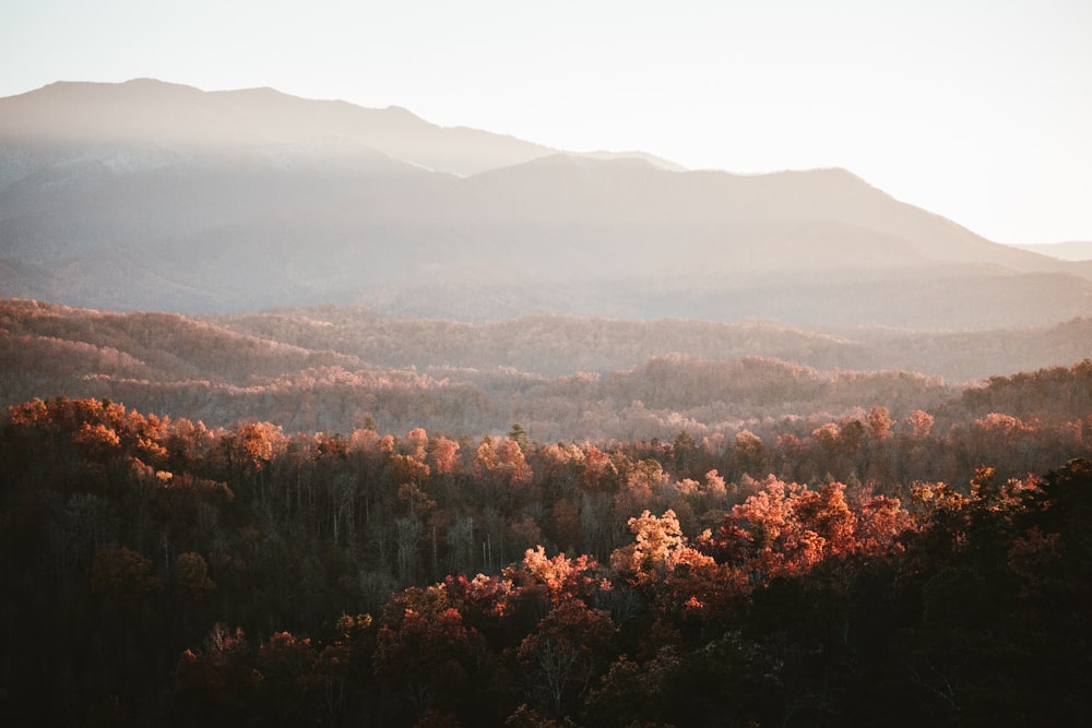 a scenic view of a forest with mountains in the background