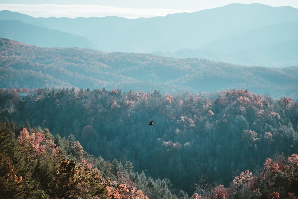 a bird flying over a forest filled with lots of trees