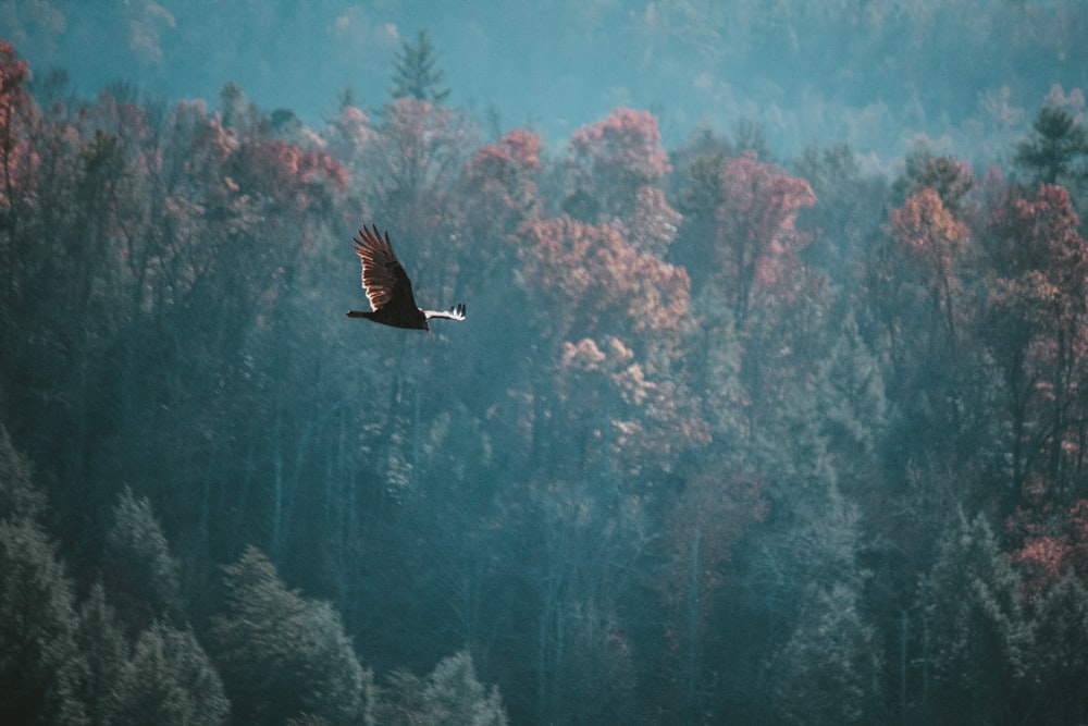 a large bird flying over a forest filled with trees