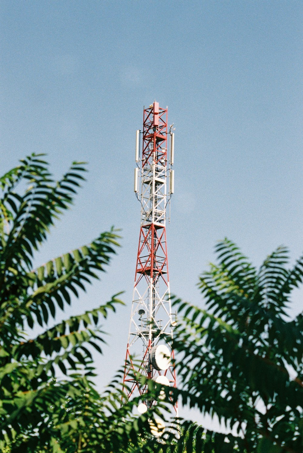 a cell phone tower is seen through the leaves of a tree