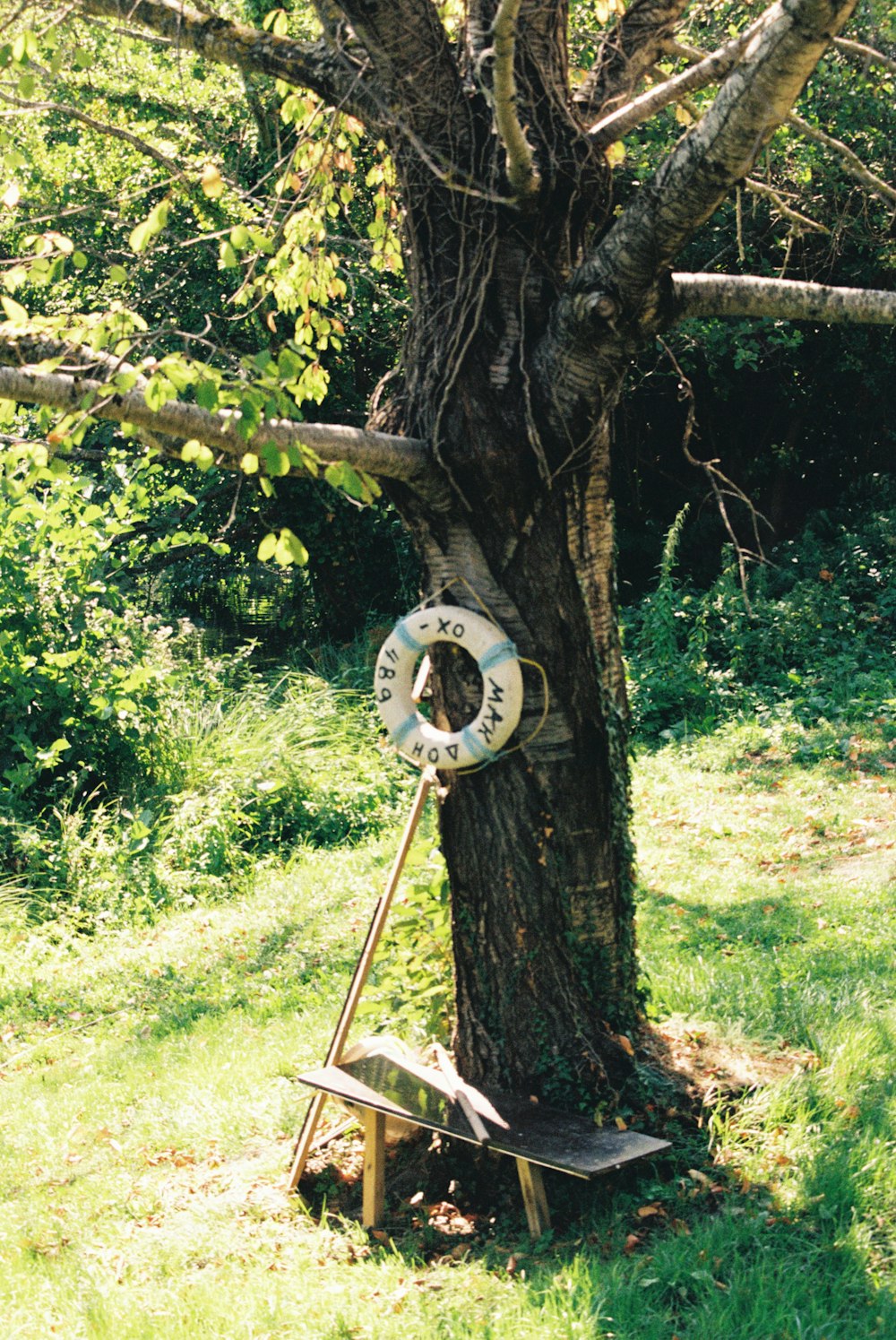 a tree with a life preserver hanging on it
