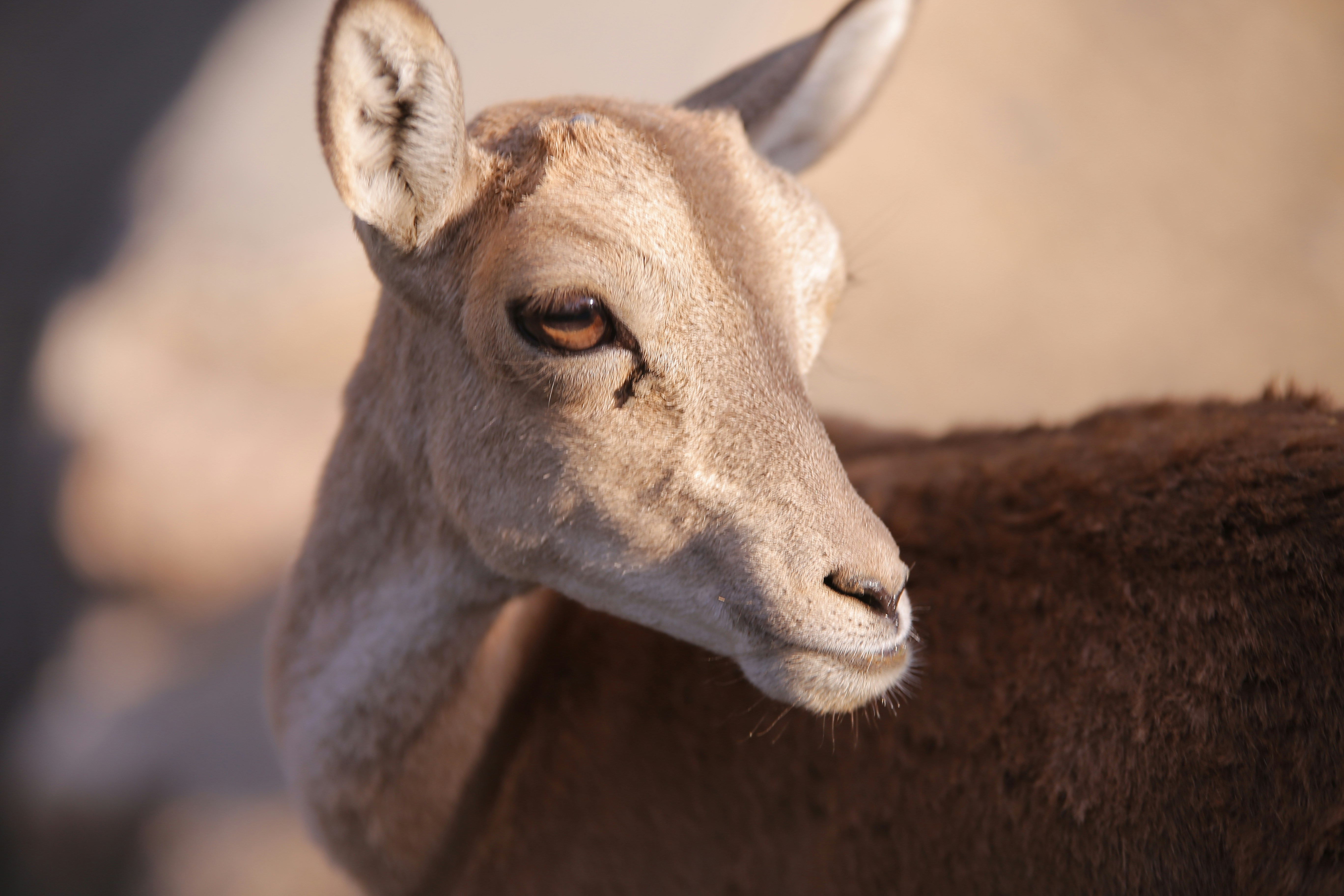 Photo by benyamin_bohlouli