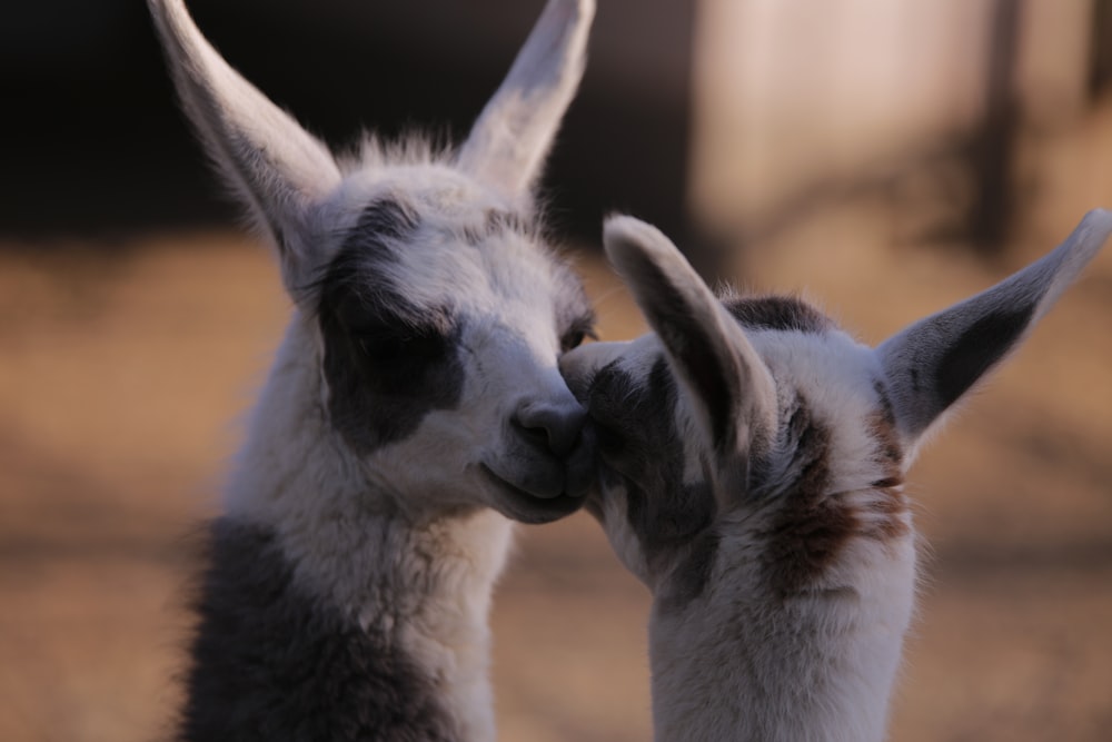 a couple of llamas standing next to each other