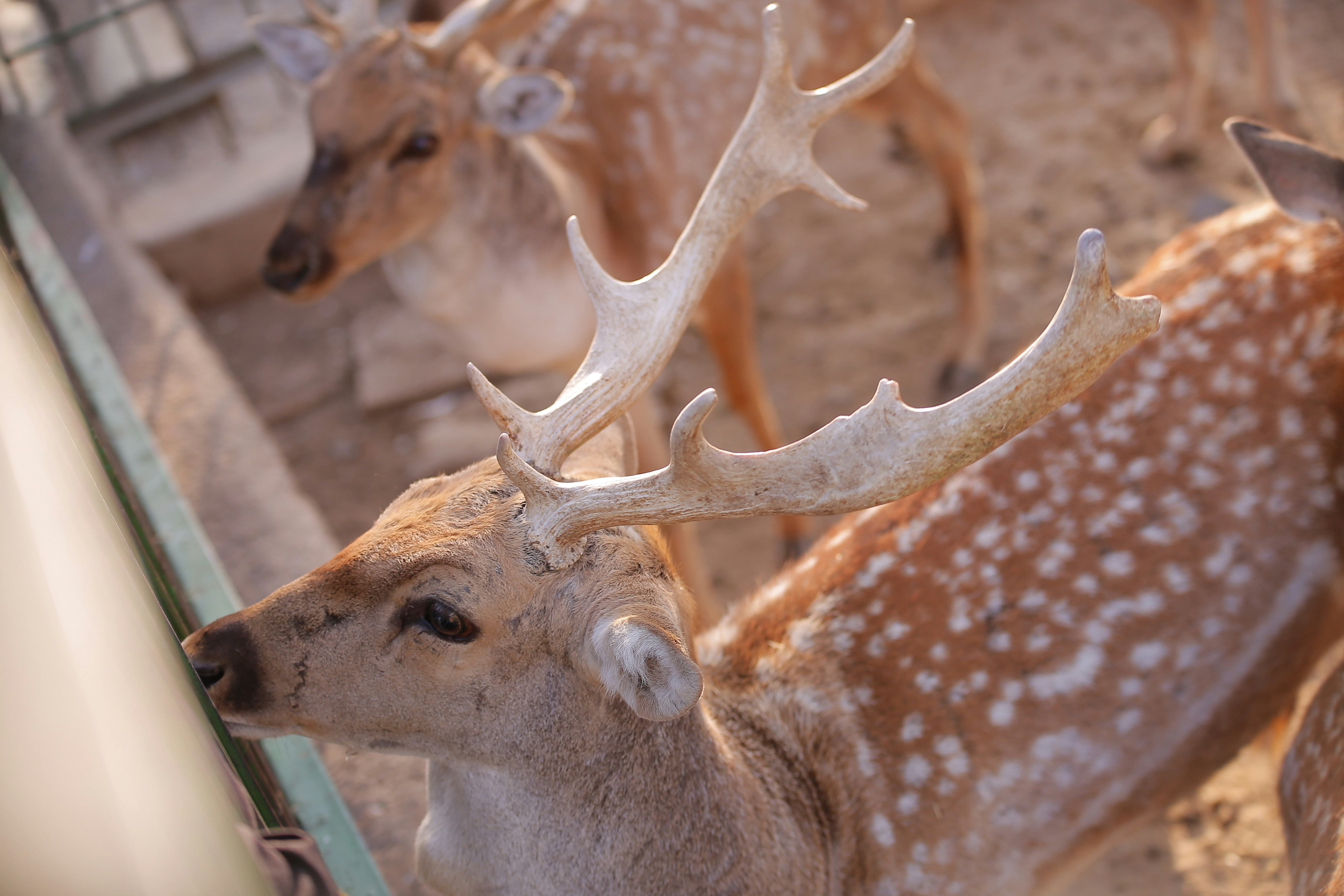 Photo by benyamin_bohlouli