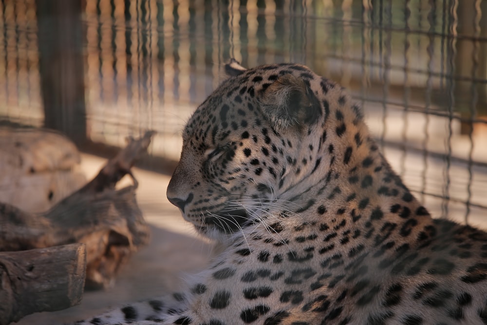 a large leopard laying down in a cage