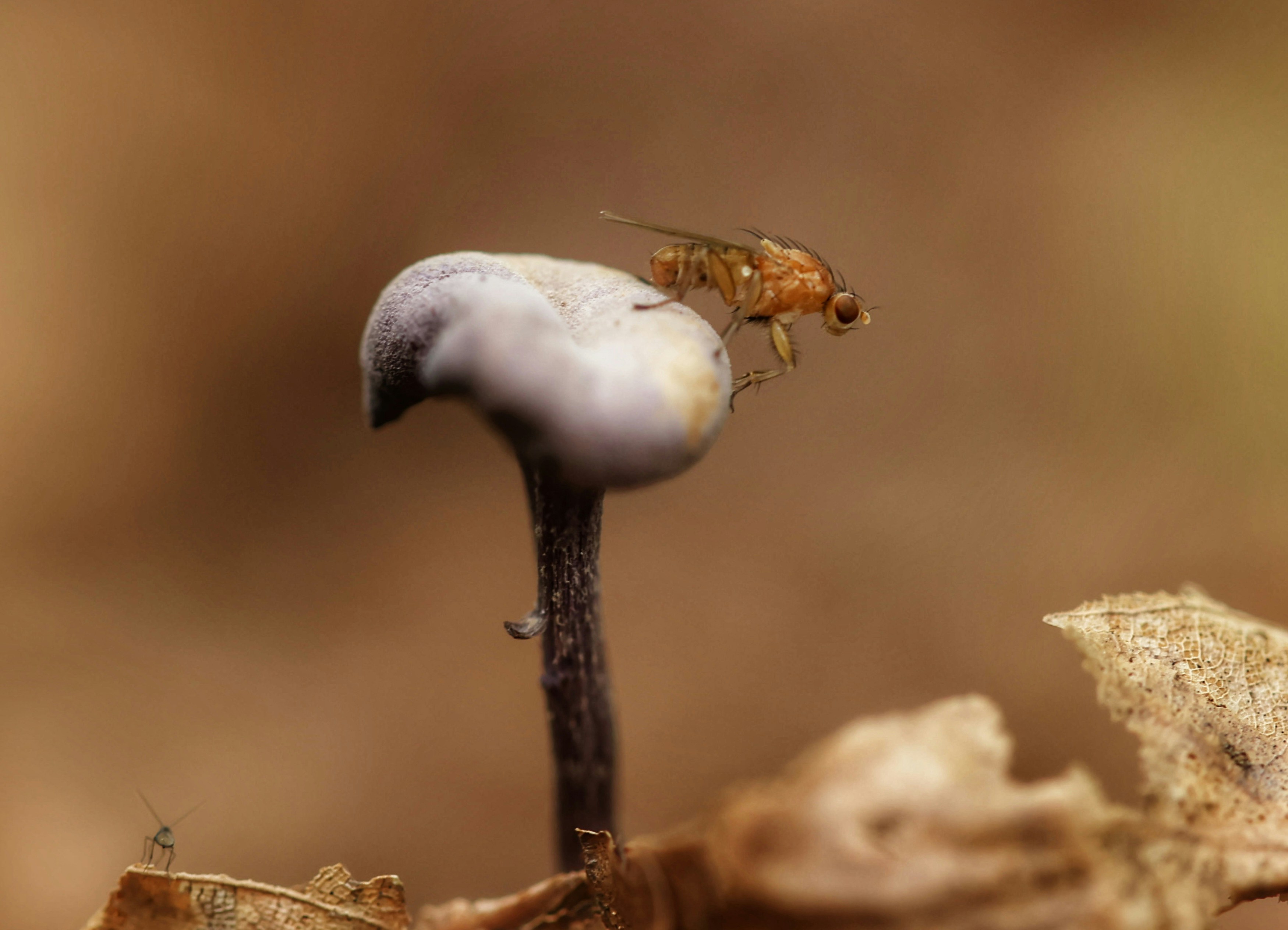 a close up of a fly on a mushroom