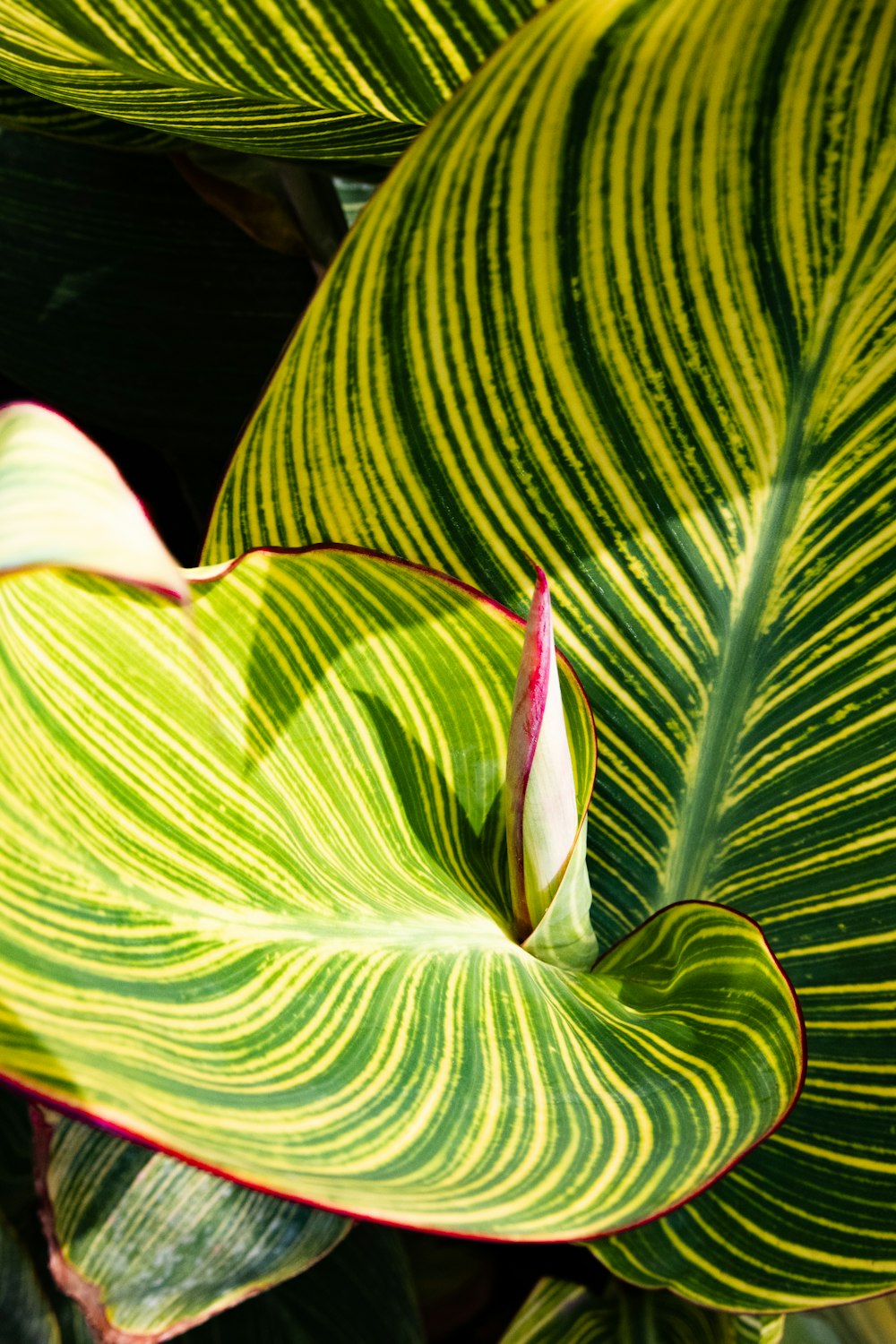 a close up of a large green leaf