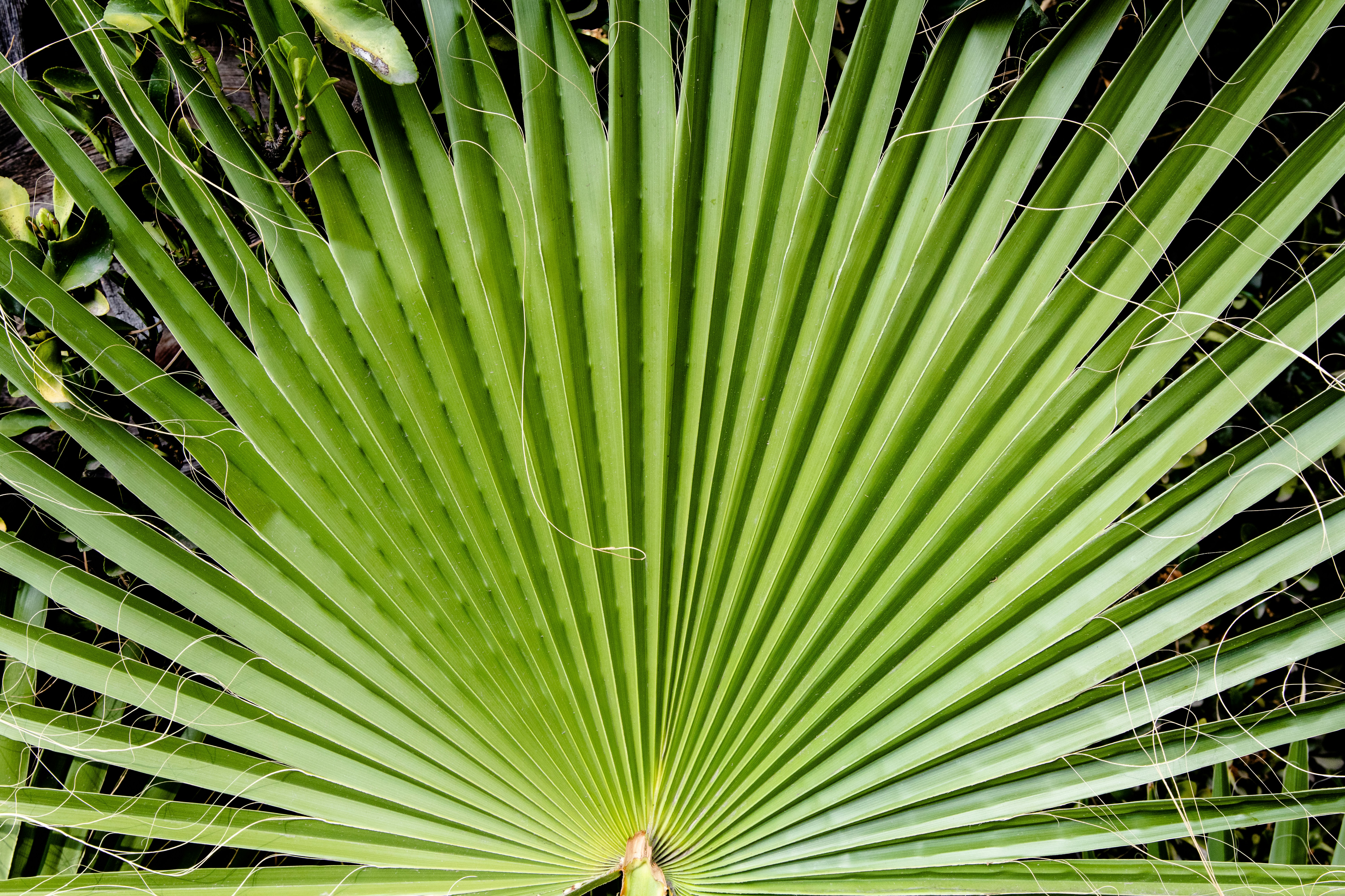 Photo by tommybachman