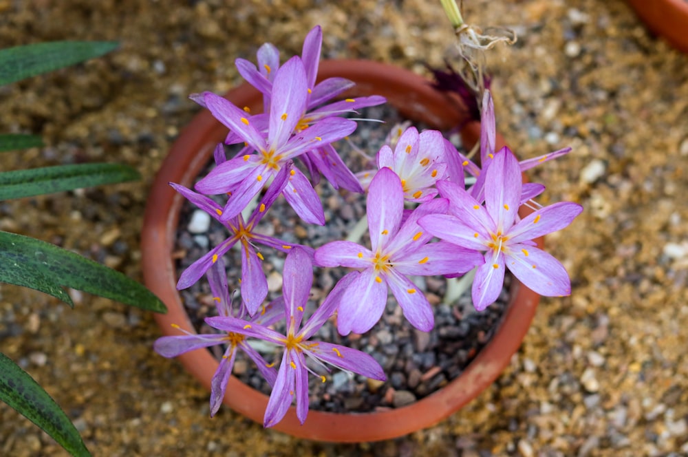 small purple flowers in a clay pot on the ground