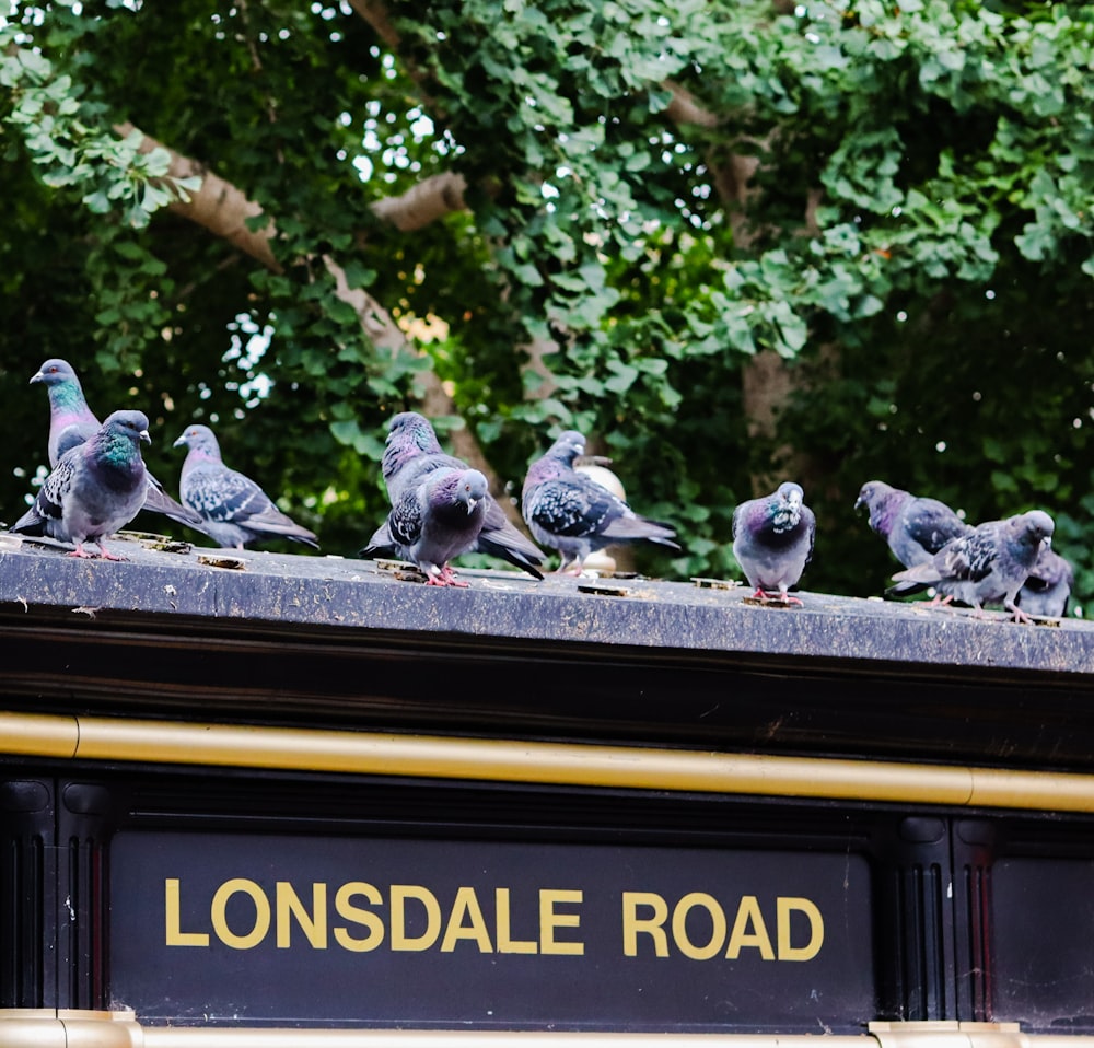 a flock of pigeons sitting on top of a bus