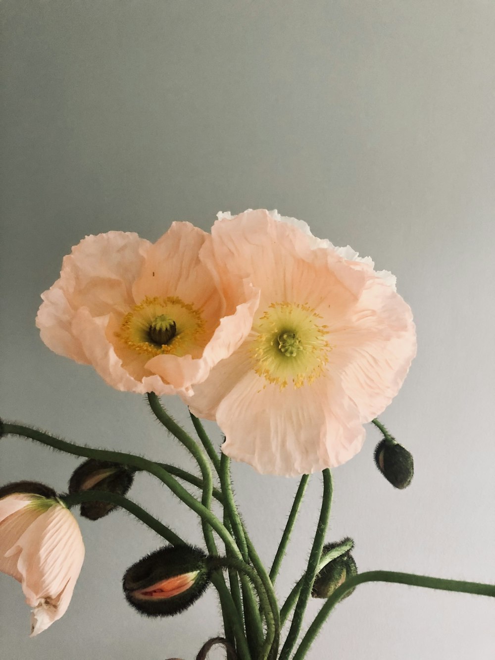 a close up of a vase with flowers in it