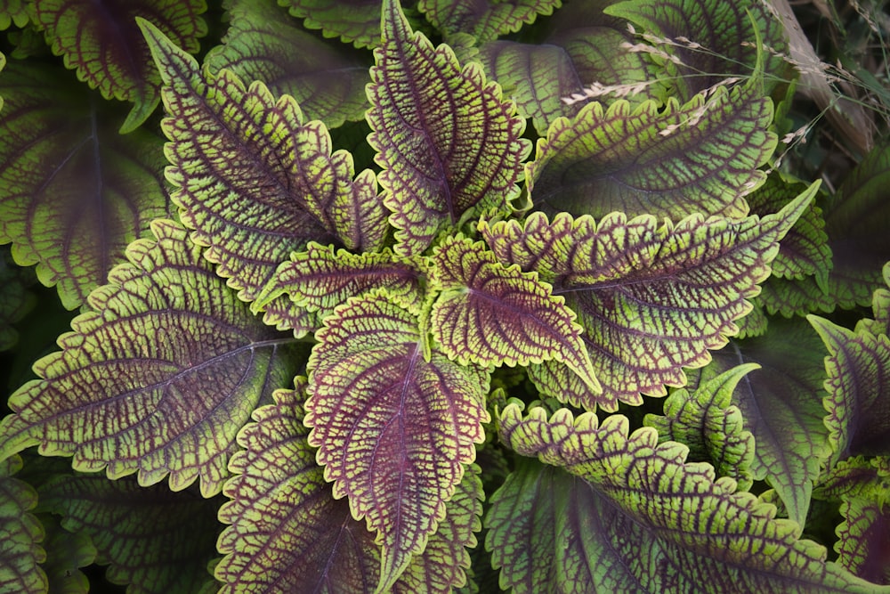 a close up of a green and purple plant