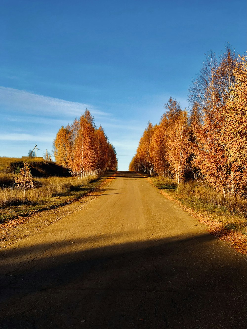 a dirt road surrounded by trees with orange leaves