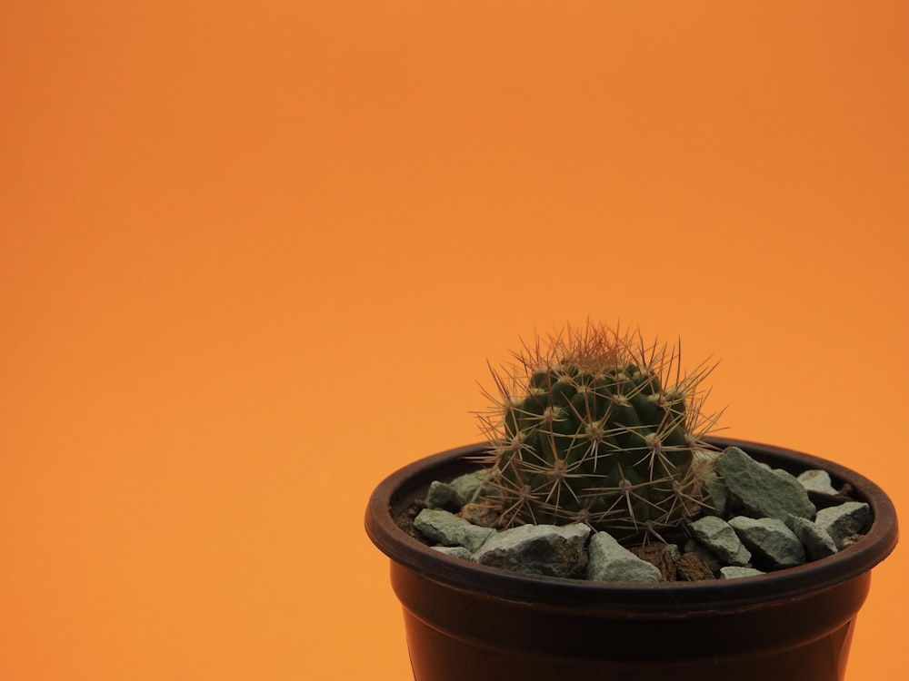 a cactus in a pot on a table