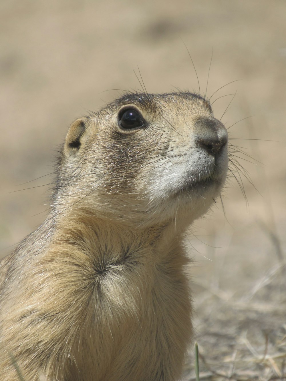 a close up of a small animal in a field