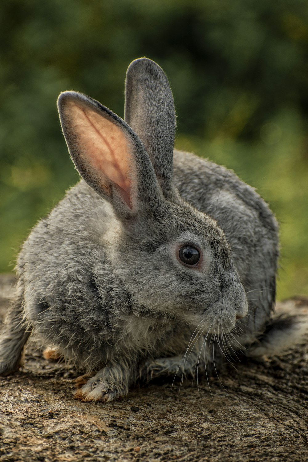 a gray rabbit sitting on top of a tree stump