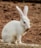 A white rabbit with long ears is sitting on a brown, earthy ground. The rabbit is holding a clump of soil or dirt in its mouth.