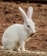 A white rabbit with long ears is sitting on a brown, earthy ground. The rabbit is holding a clump of soil or dirt in its mouth.