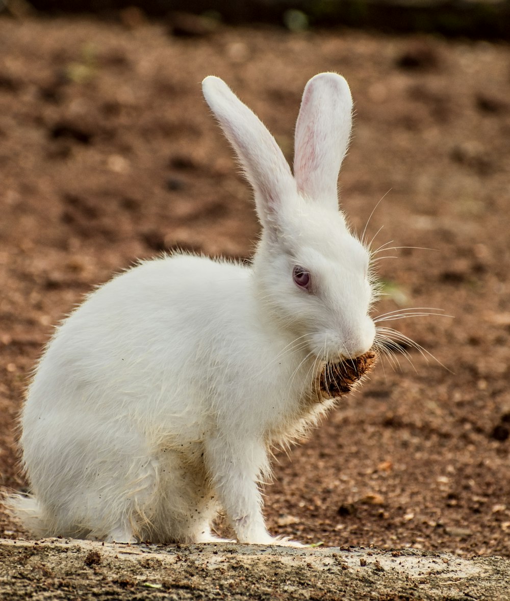 a white rabbit eating something in the dirt