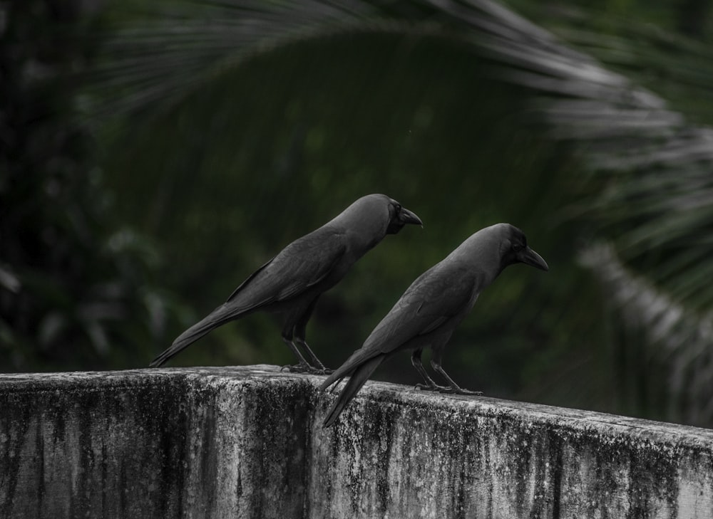 two black birds sitting on top of a cement wall