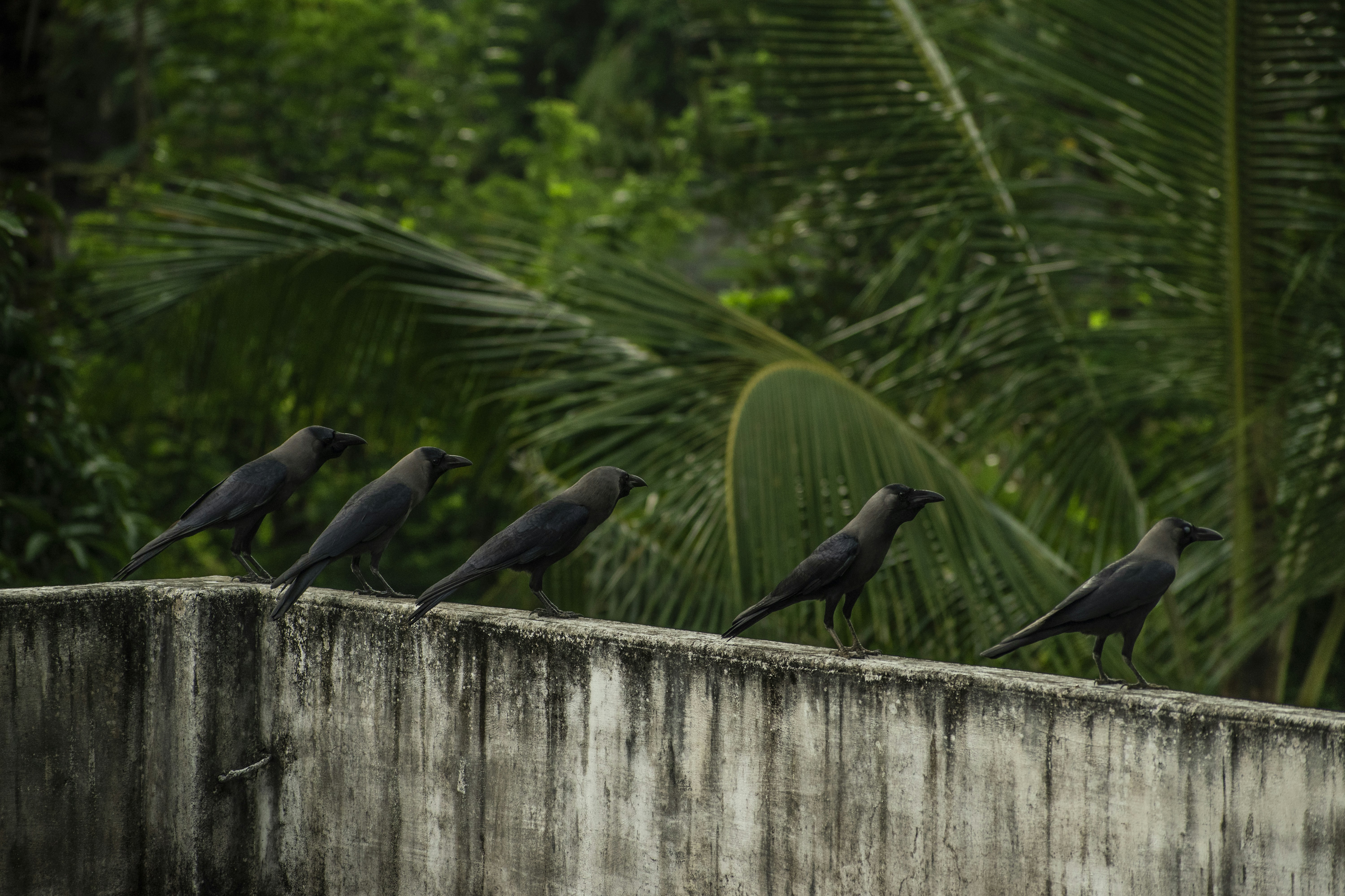 Eine Gruppe von Vögeln sitzt auf einer Zementwand