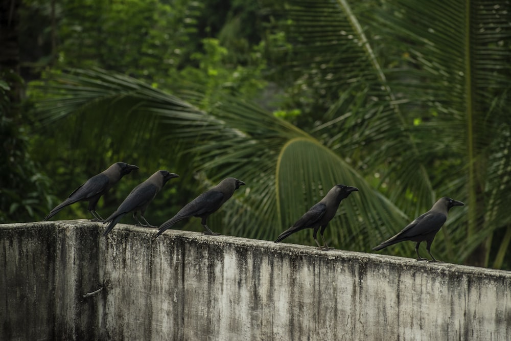 a group of birds sitting on top of a cement wall