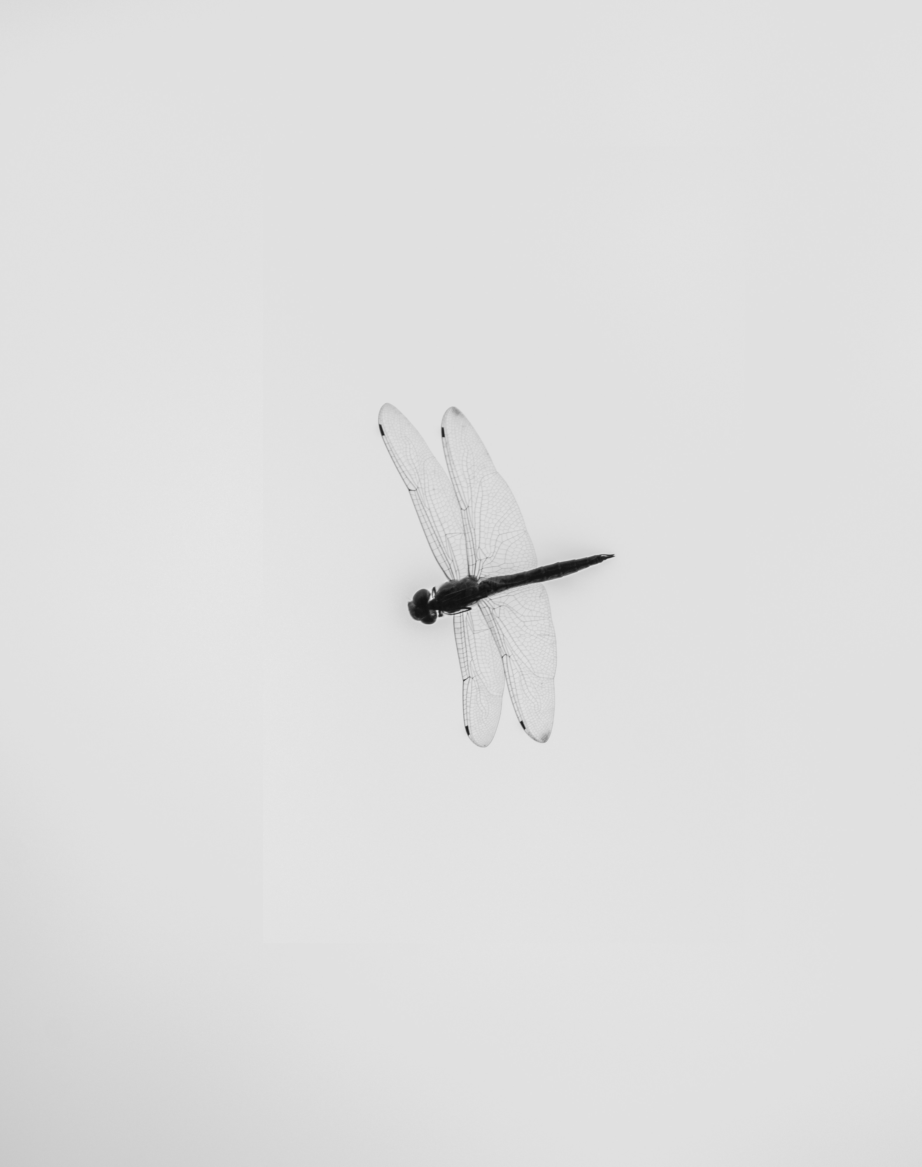 a black and white photo of a dragonfly