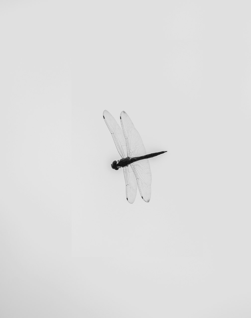 uma foto em preto e branco de uma libélula